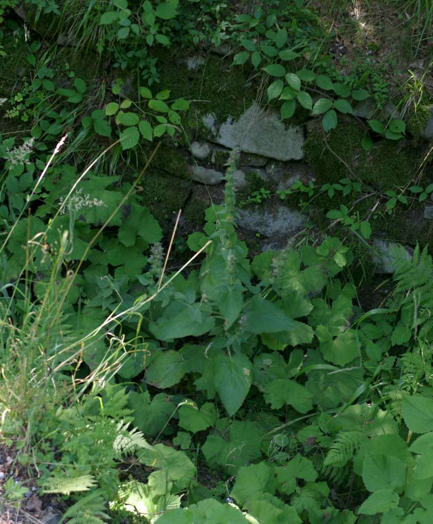IMGP7350-1024.jpg