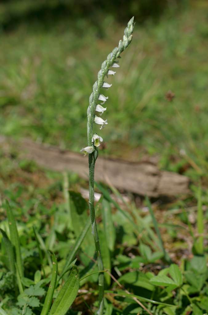 IMGP7394-1024.jpg