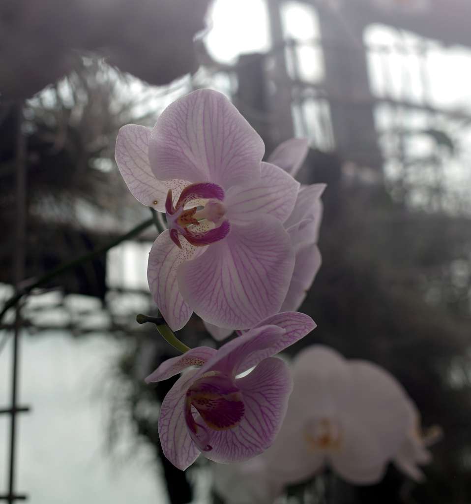 IMGP7515-1024~0.jpg