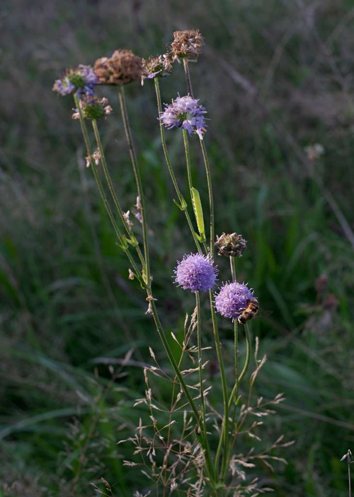 IMGP7639-1024.jpg