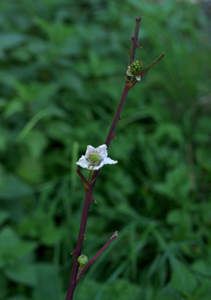 IMGP7765-1024.jpg