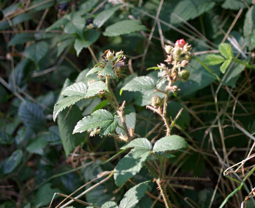 IMGP7769-1024.jpg