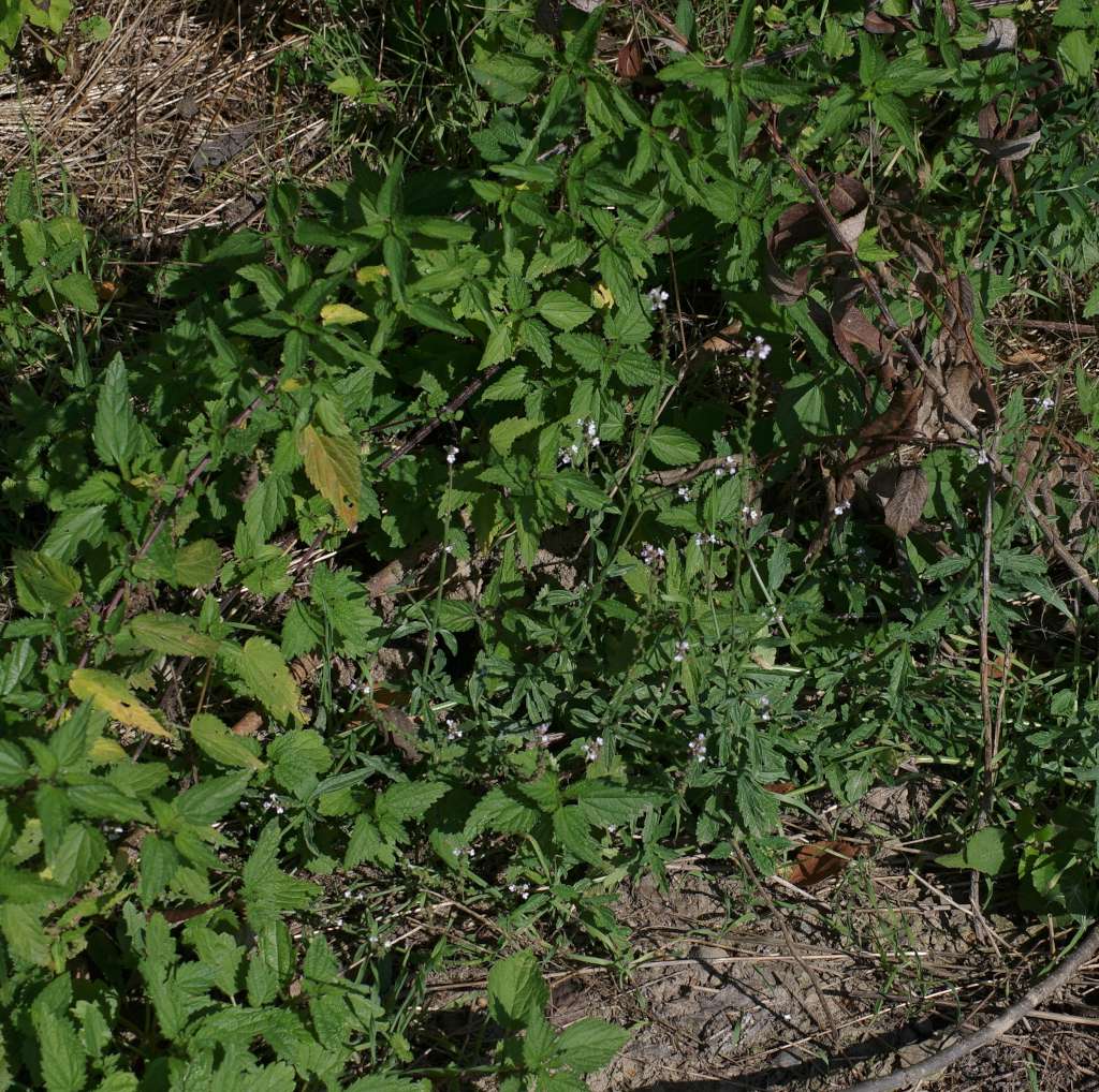 IMGP7881-1024.jpg