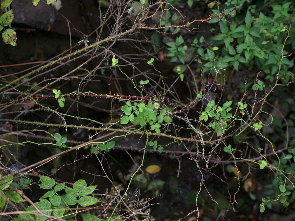 IMGP7914-1024.jpg