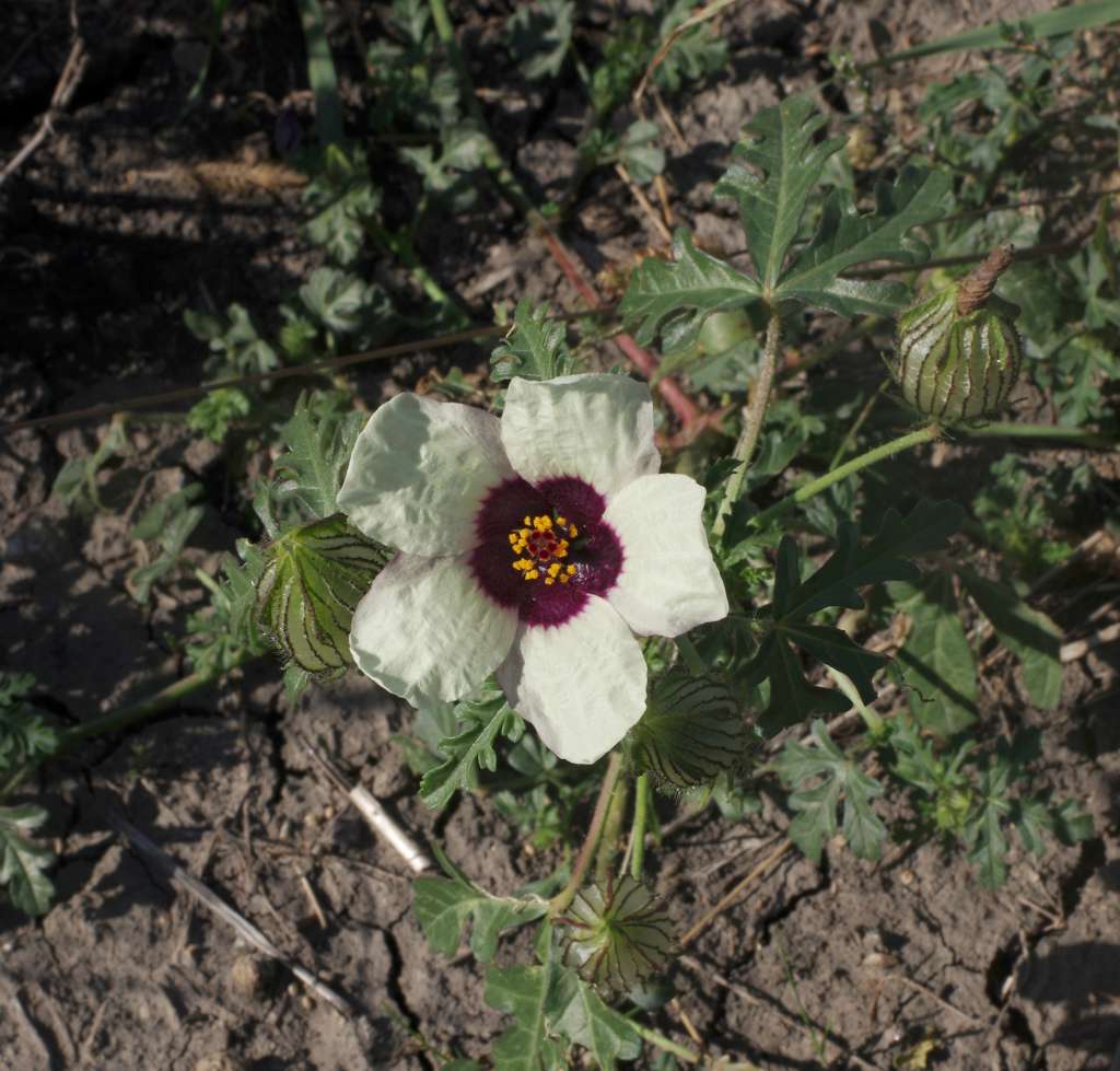 IMGP7955-1024.jpg