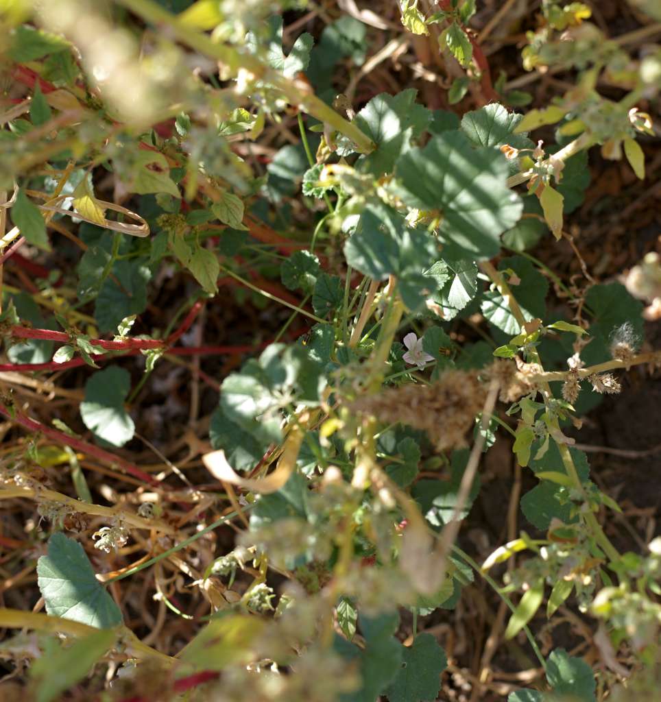 IMGP7976-1024.jpg