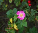 IMGP8006-1024.jpg