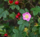 IMGP8008-1024.jpg