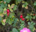 IMGP8010-1024.jpg