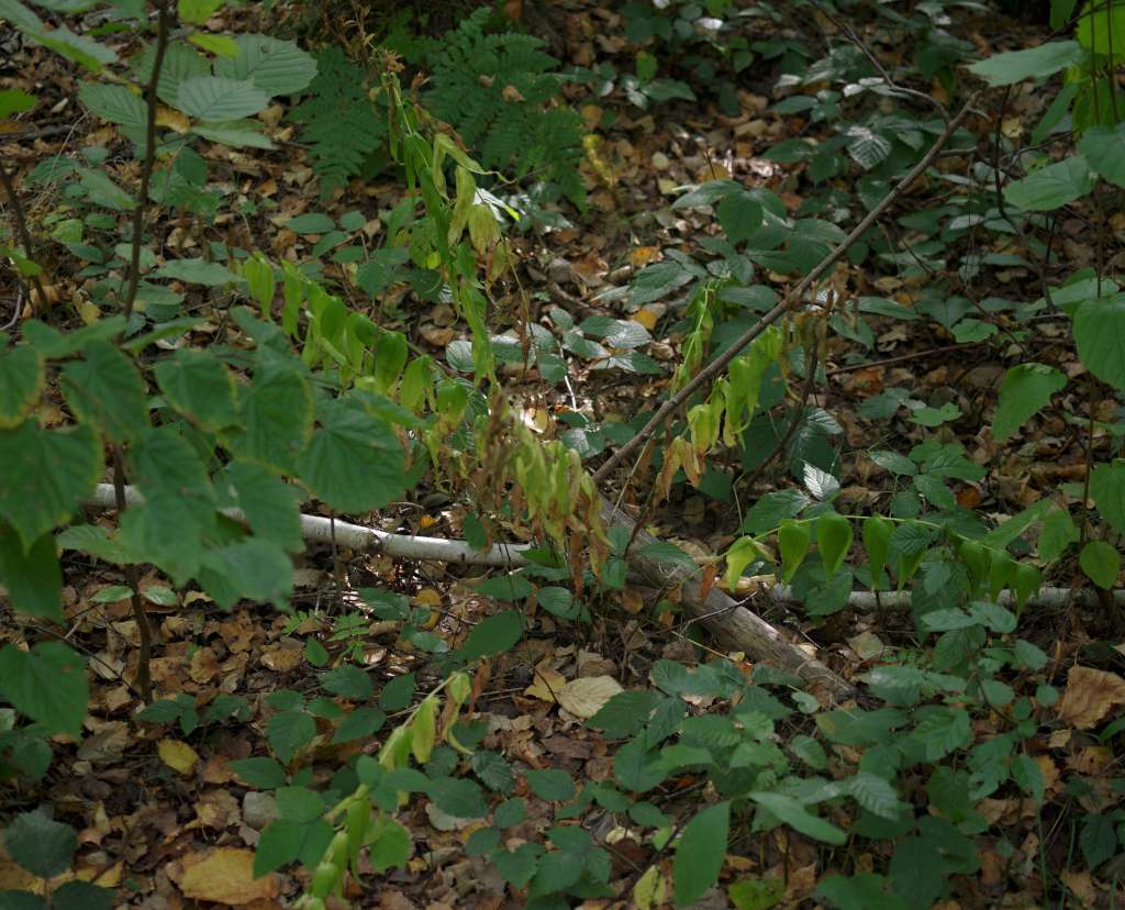 IMGP8032-1024.jpg