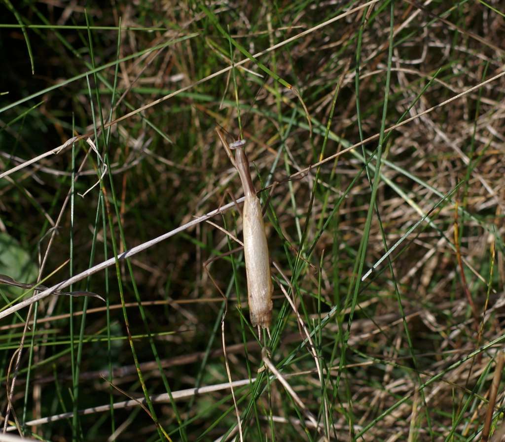 IMGP8081-1024.jpg