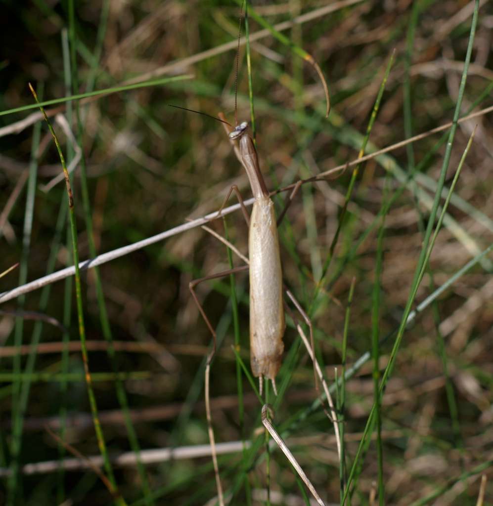 IMGP8082-1024.jpg