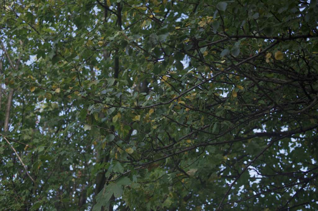 IMGP8088-1024.jpg
