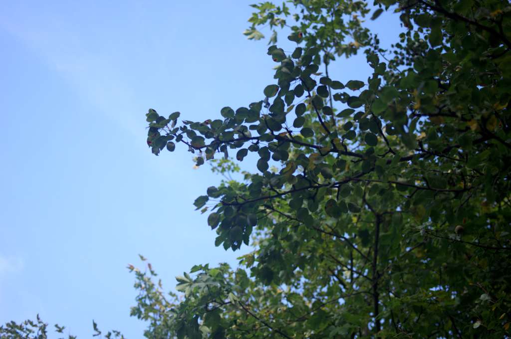 IMGP8089-1024.jpg