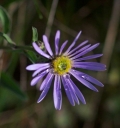 IMGP8171-1024.jpg