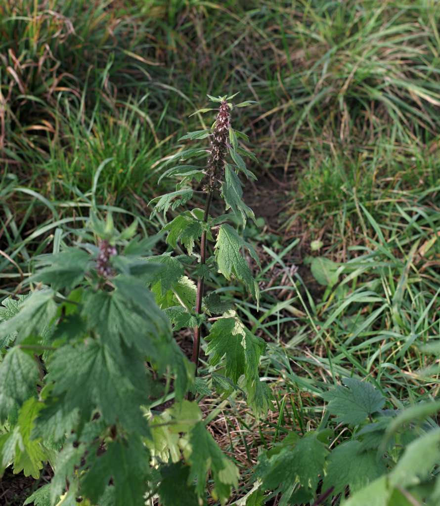 IMGP8308-1024.jpg