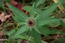 IMGP8319-1024.jpg
