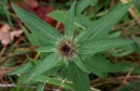 IMGP8320-1024.jpg