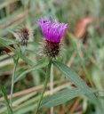 IMGP8321-1024.jpg