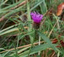 IMGP8323-1024.jpg