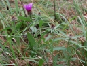 IMGP8328-1024.jpg