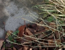 IMGP8347-1024.jpg