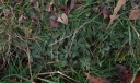 IMGP8353-1024.jpg