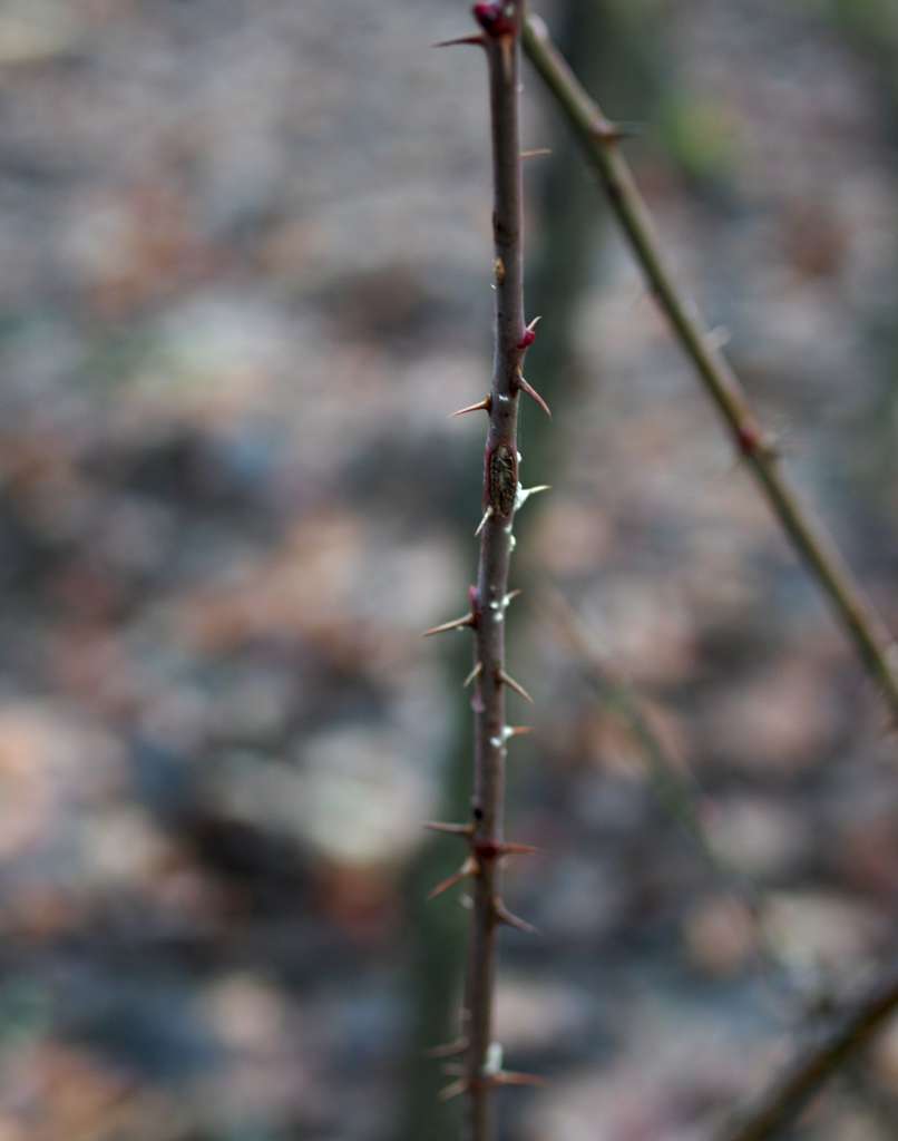 IMGP8514-1024.jpg