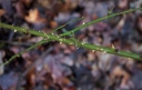 IMGP8519-1024.jpg