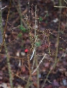 IMGP8550-1024.jpg
