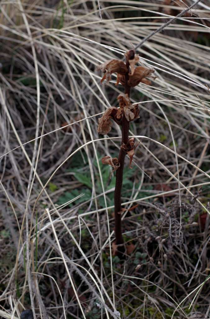 IMGP8656-1024.jpg