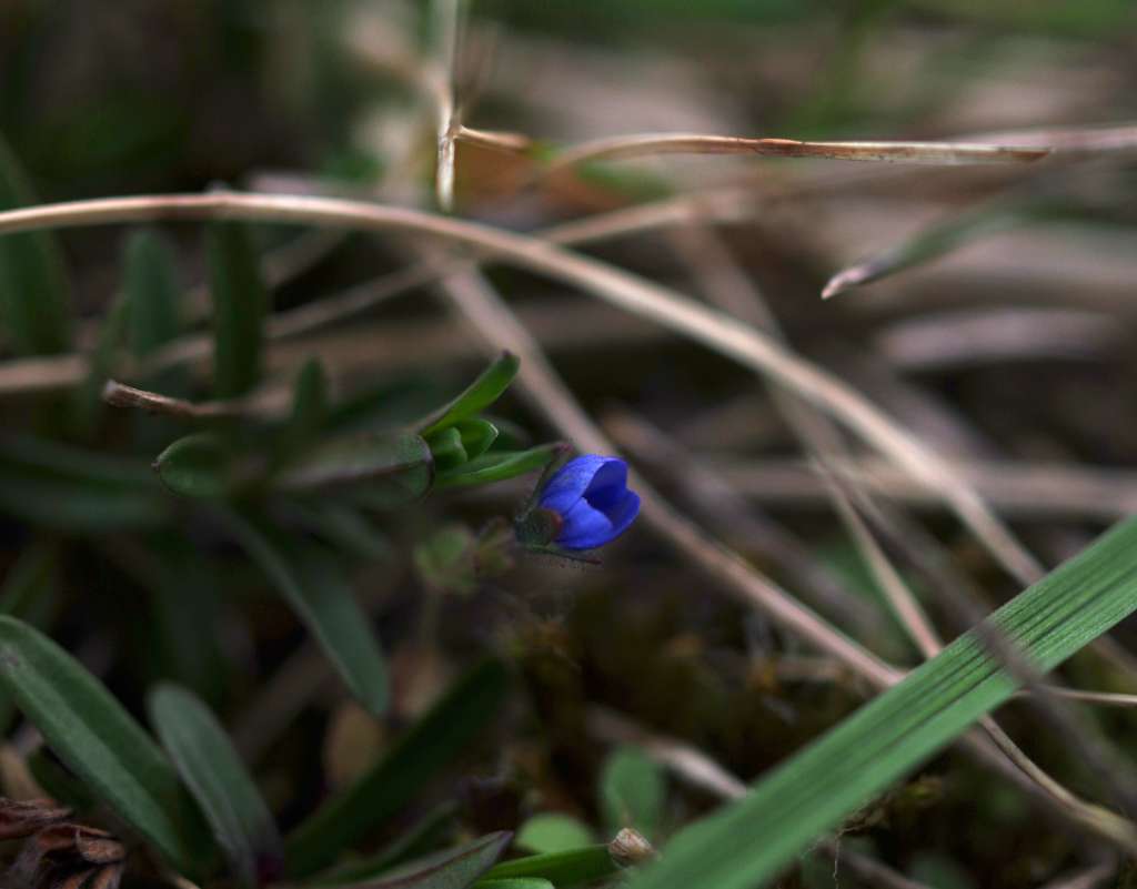 IMGP8792-1024.jpg