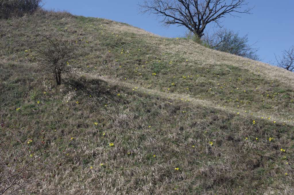 IMGP9017-1024.jpg