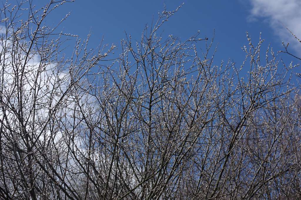 IMGP9110-1024.jpg