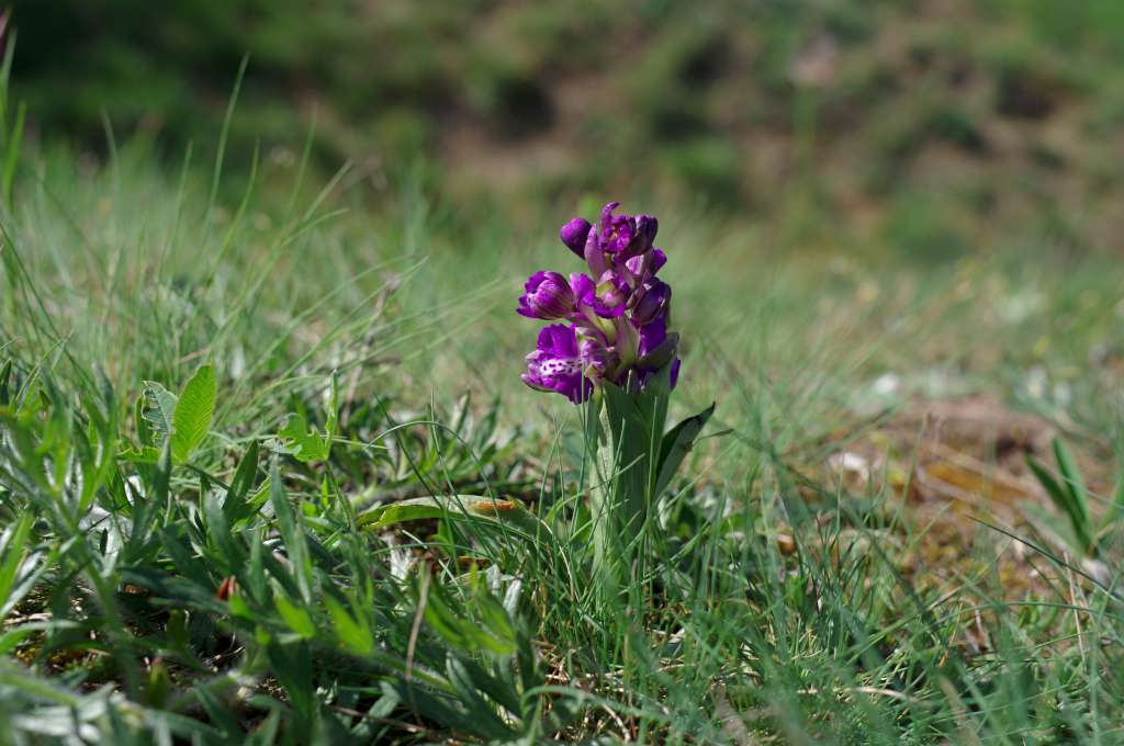 IMGP9703-1024.jpg