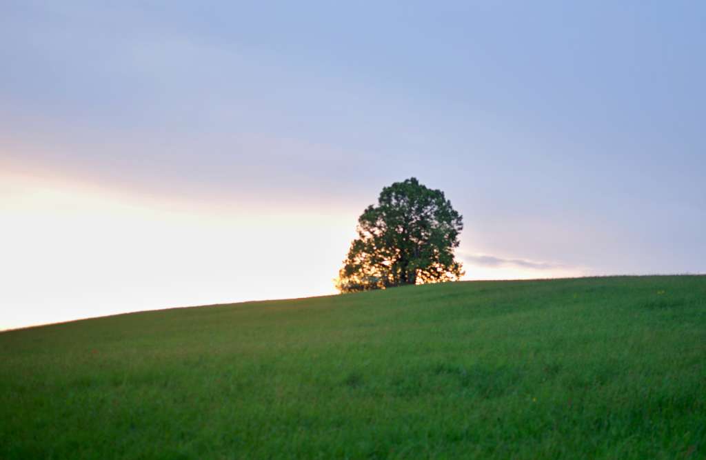 IMGP0074-1024.jpg