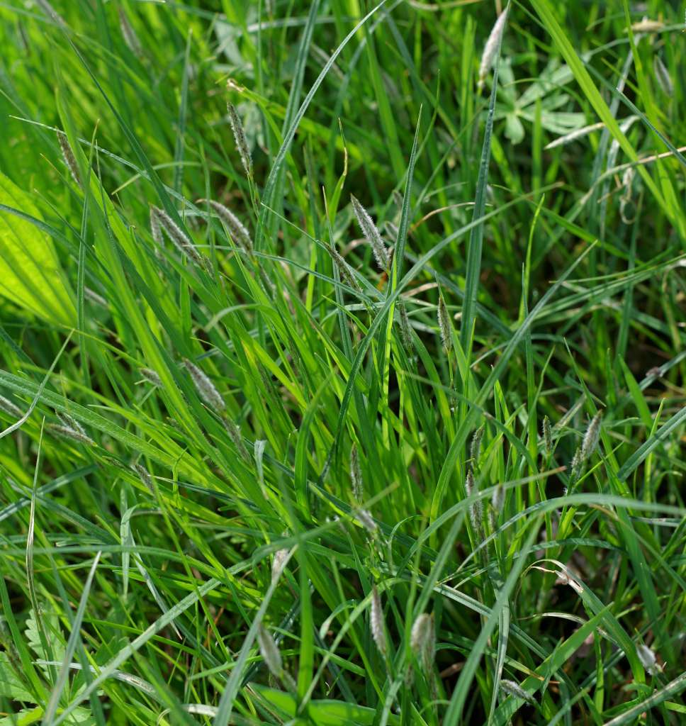 IMGP9960-1024.jpg