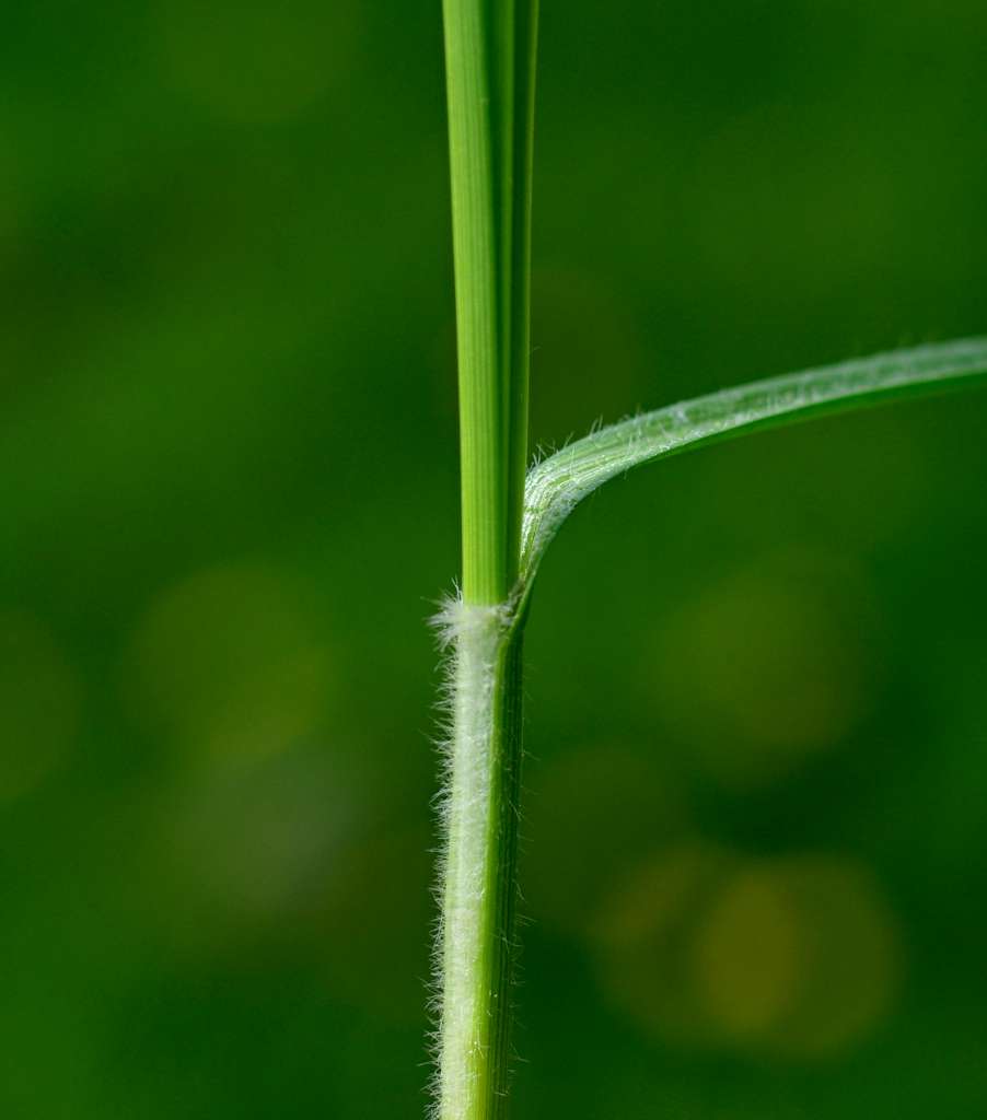 IMGP9964-1024.jpg