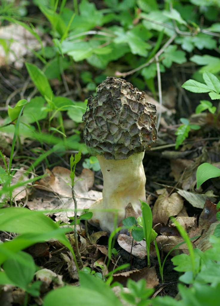 IMGP0215-1024.jpg