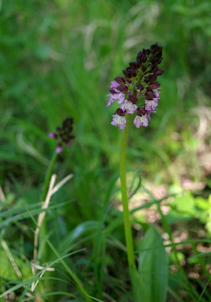 IMGP0221-1024.jpg