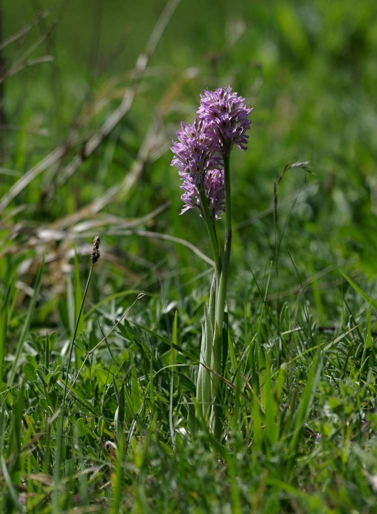 IMGP0497-1024.jpg