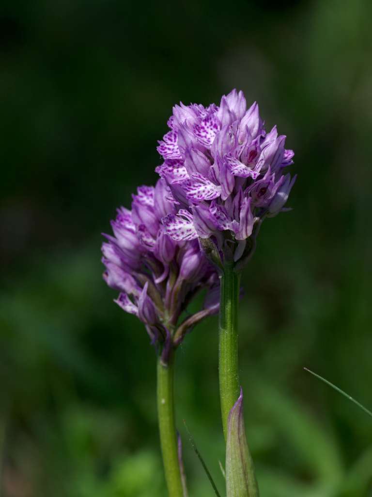 IMGP0519-1024.jpg