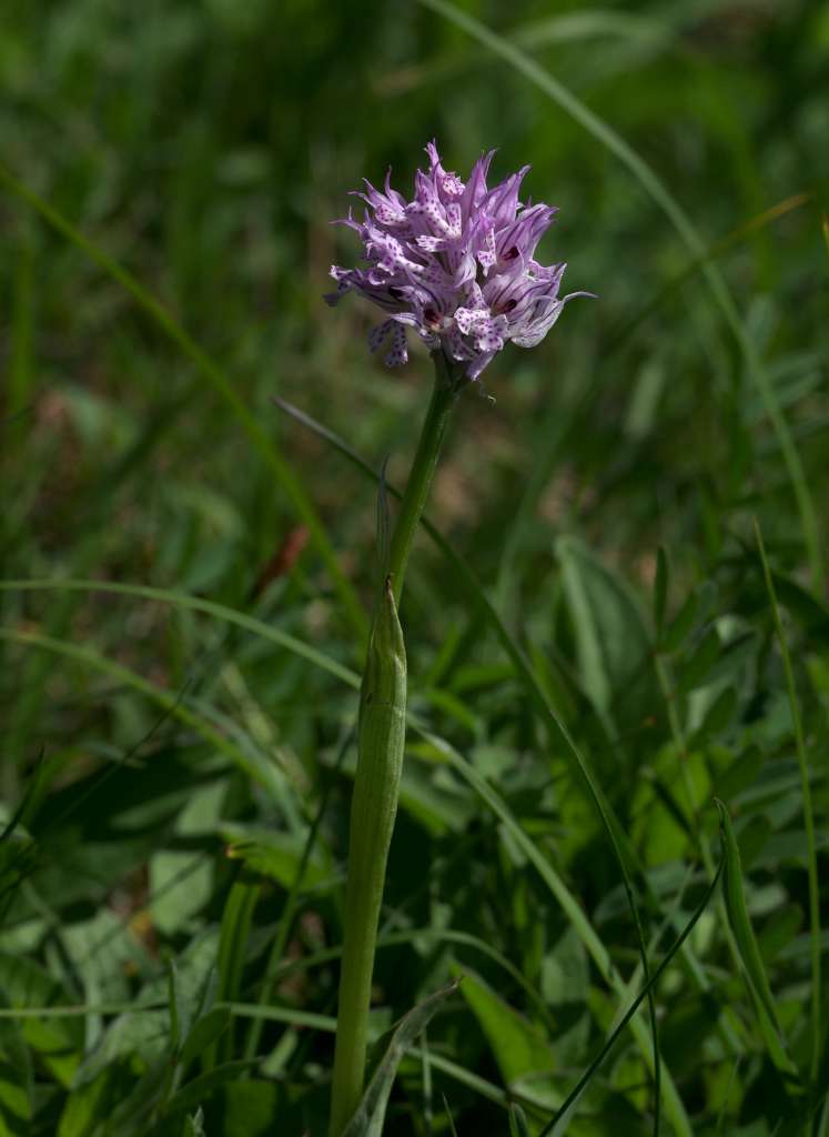 IMGP0529-1024.jpg