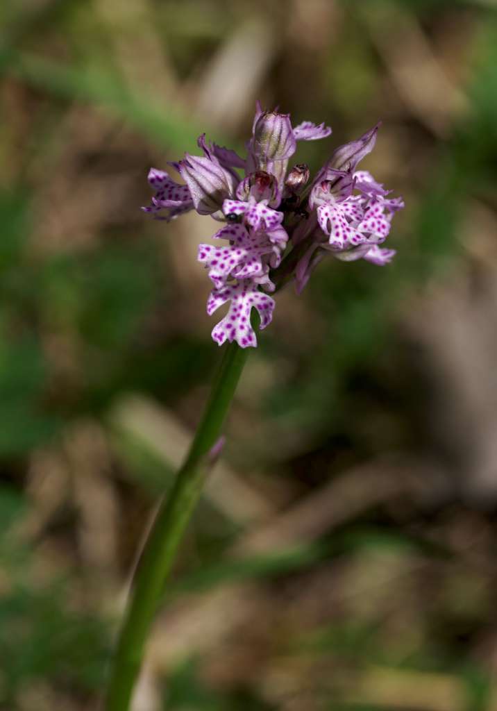 IMGP0537-1024.jpg