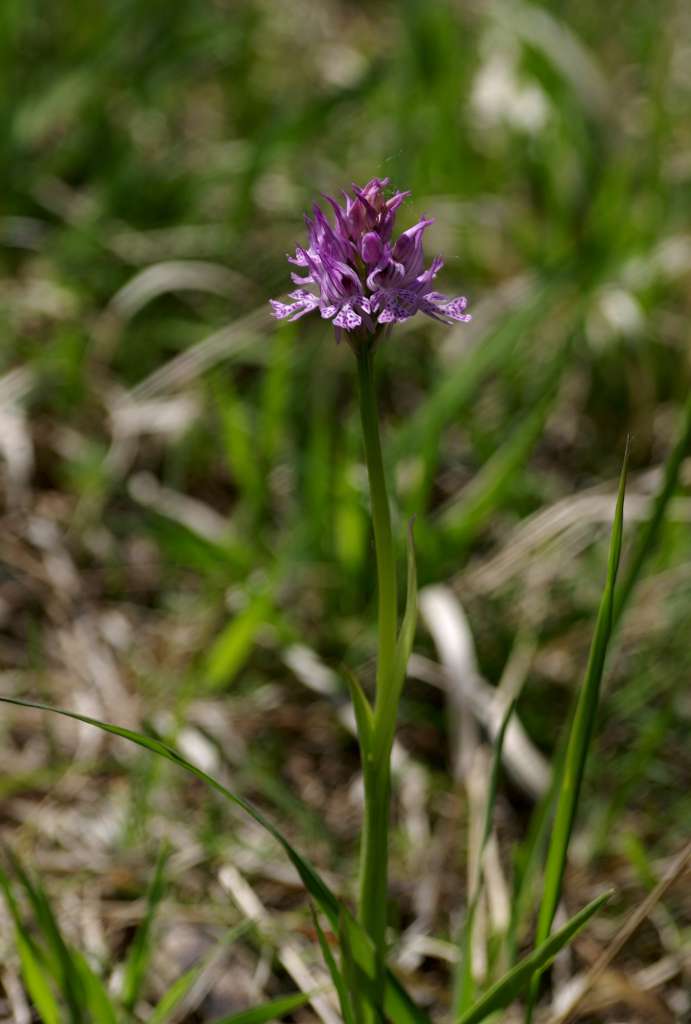 IMGP0541-1024.jpg