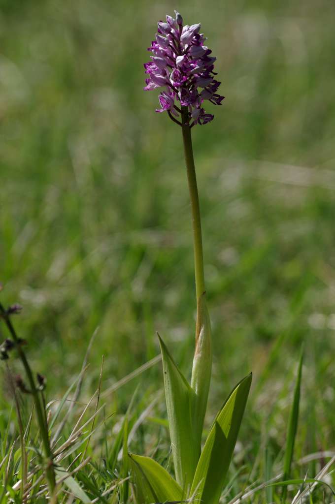 IMGP0547-1024.jpg