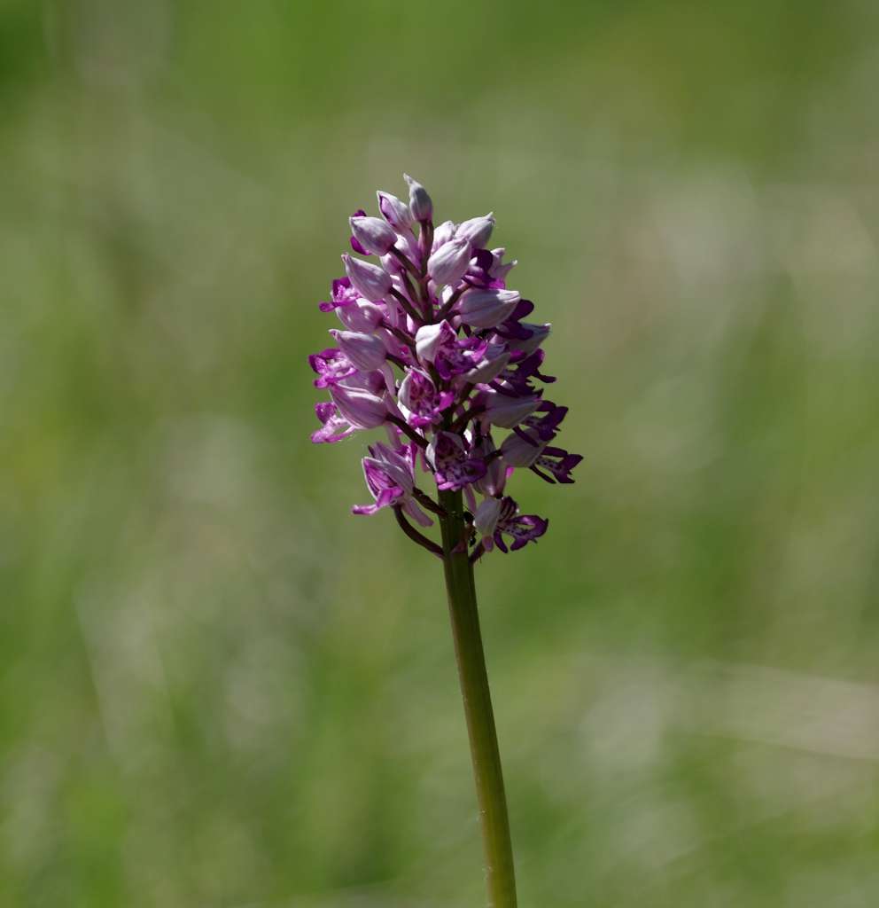 IMGP0548-1024.jpg