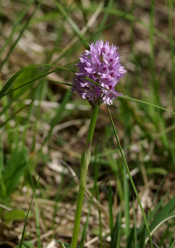 IMGP0560-1024.jpg