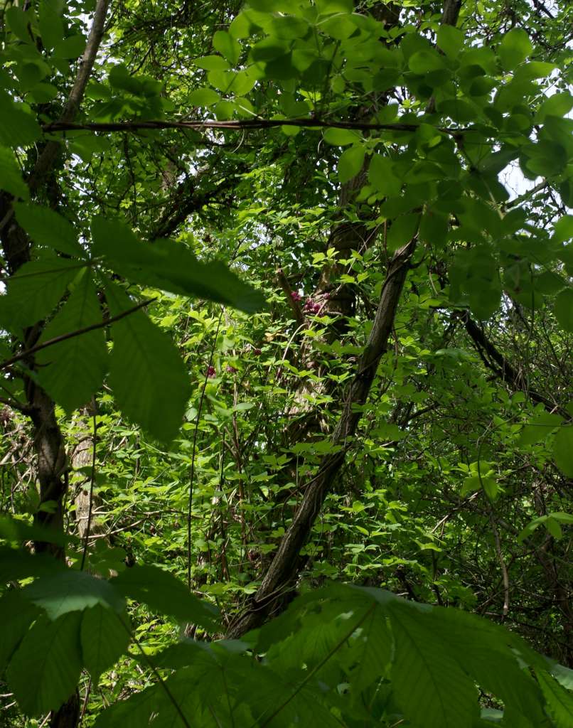 IMGP0308-1024.jpg