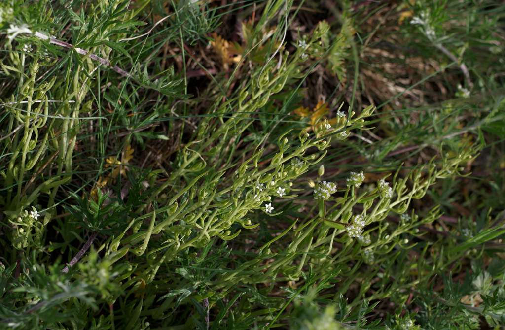 IMGP0440-1024.jpg